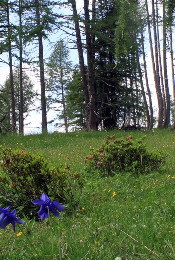 Lumière sur l'ancolie des Alpes